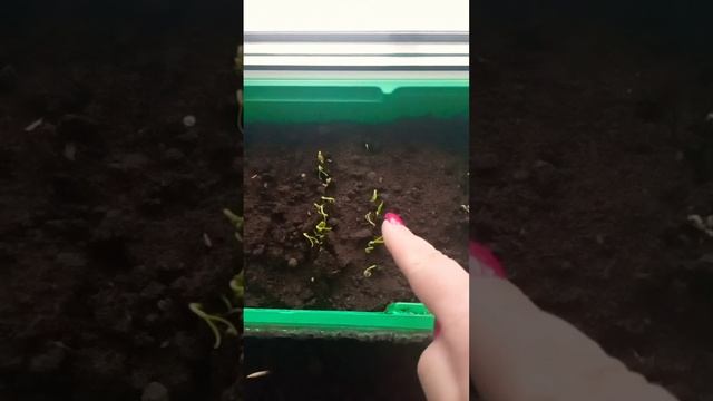 Взошли 🌶перцы и баклажаны🍆👍👌 смотреть онлайн