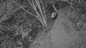 Барсук видео фотоловушки