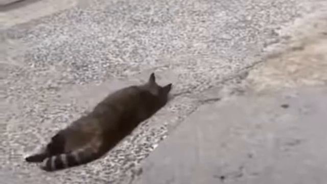 Да я прикололась смотреть онлайн