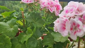 Пеларгония ИРИДА_Конфетти