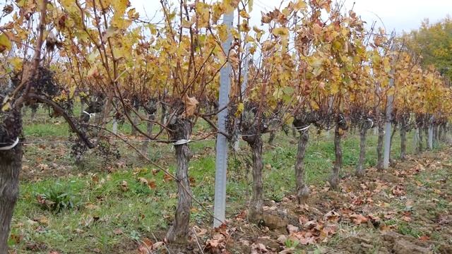 Урожай 2022. Начало. Участок N67