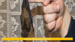10 ошибок при встрече с дикими животными