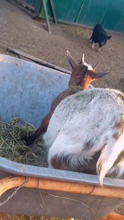 Такси-такси вези-вези 🐐😁