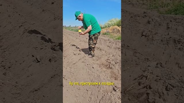 Зачем опытным огородникам кол при посадке картофеля? Чтобы выросло много крупных клубней!