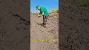Зачем опытным огородникам кол при посадке картофеля? Чтобы выросло много крупных клубней!