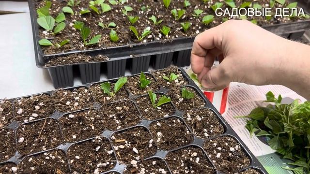 Черенкование гортензии смотреть онлайн