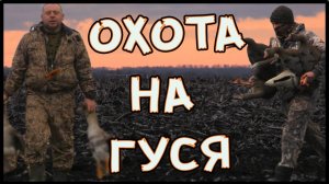 Охота на гуся. Весенняя охота.