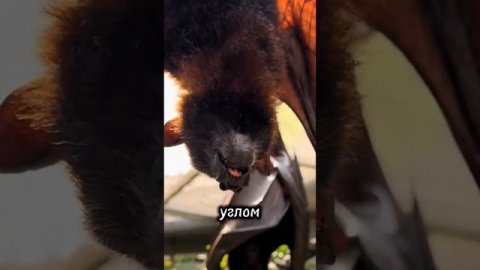 Как видят летучие мыши #animals #животные #летучаямышь