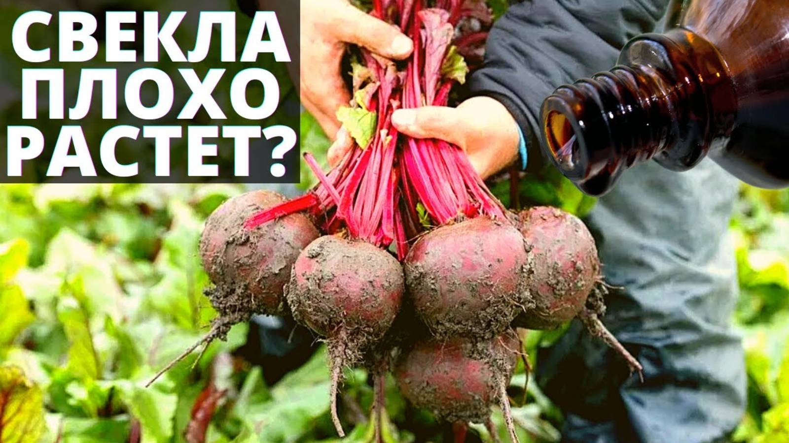 Свекла ПЛОХО растёт – что делать, чем подкормить, пока не поздно