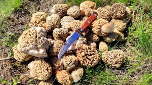 НАШЁЛ ПОЛЯНУ ГРИБОВ! СТЕПНЫЕ СМОРЧКИ В МАЕ. СБОР ГРИБОВ 2025.