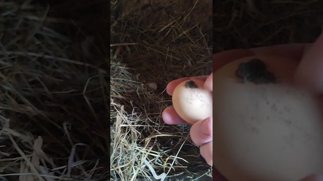 Собираю яйца🥚 Что, как и почему? 🤔