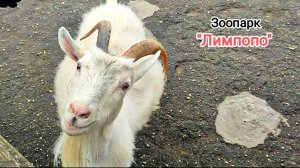 Нижегородский зоопарк "Лимпопо". Часть 17
