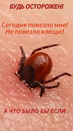 СЕГОДНЯ НЕ ПОВЕЗЛО КЛЕЩУ! ЧТО БУДЕТ ЗАВТРА?
