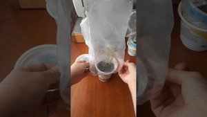 Черенки крыжовника на 10 день укоренения. Зимнее черен?