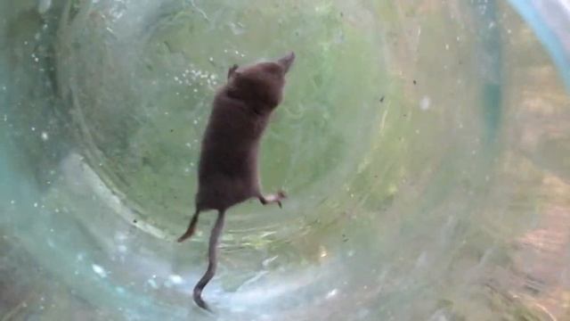 Землерийка смотреть онлайн