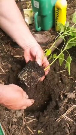 Урожай перца порадует, если знаете эти секреты! Как высаживать перцы
