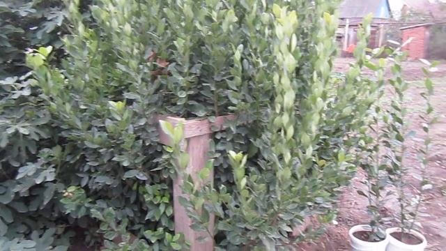 MVI 5065Мой шикарный лавровый лист , лавр благородный не п смотреть онлайн