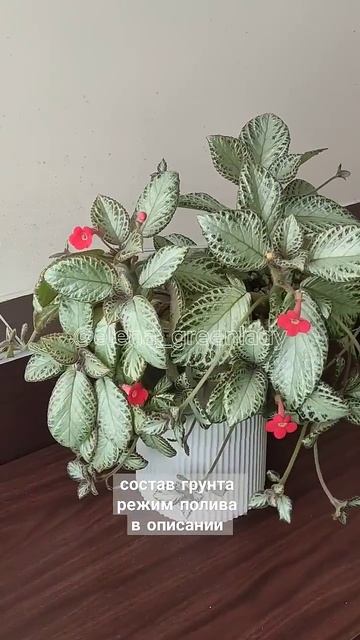 Выращивание эписции. смотреть онлайн