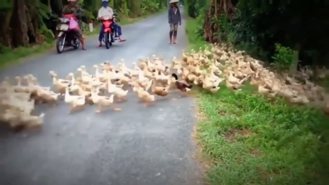 ПОДБОРКА ПРИКОЛОВ, лучшие приколы март 2018, самое смешное видео #12 смотреть онлайн