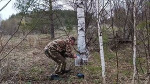 oxota.prof Берёзовый сок-натуральный элексир.  Как собрать его легко и быстро.