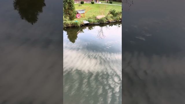 Болотный фильтр и биоплато, сравнение. Что лучше и как смотреть онлайн