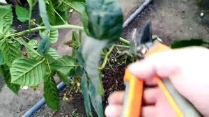 ежевика сорт блек джем, обрезка кустов.