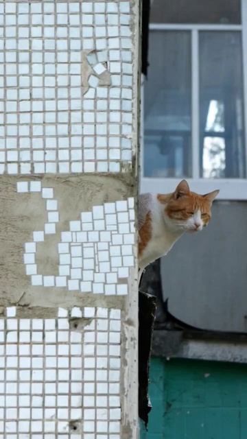 #котик #кот #окно #стена #cat #лайк #анимация #animation #рекоме смотреть онлайн