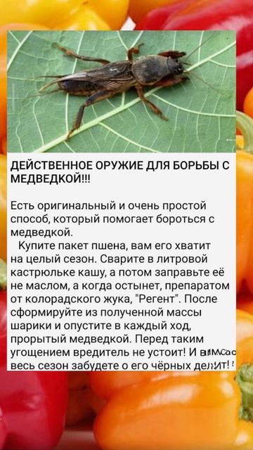 Огород борьба с медведкой #полезно #shorts смотреть онлайн