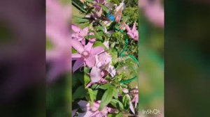 Клематис Multi Pink
