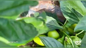 Перец Кантатта, ранний урожай в 2024 году.