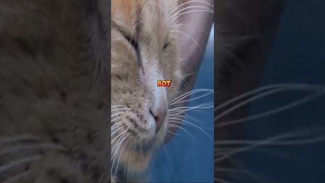 Доверие у кошек