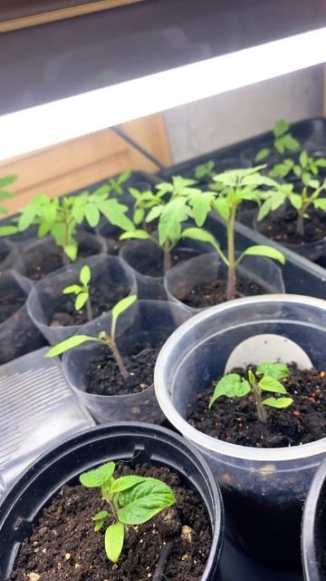 Обзор рассады томатов , это не реклама , просто делюсь ) смотреть онлайн