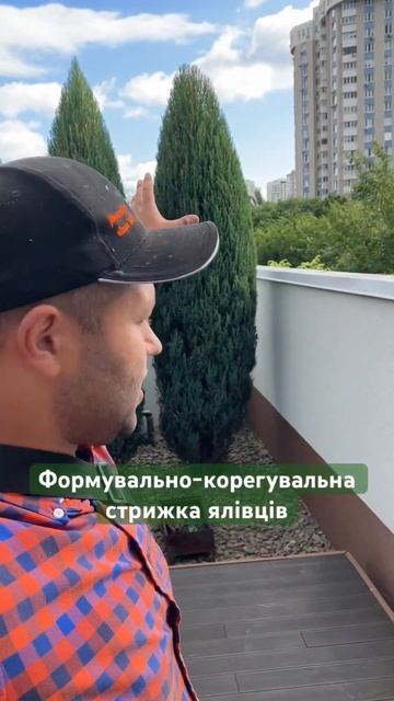 Стрижка ялівців, стрижка можжевельника, стрижка росли