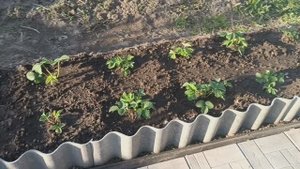 КЛУБНИКА - ПЕРЕСАДКА, ОБРАБОТКА, ПОДКОРМКА