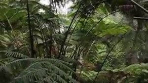 Рейн форест