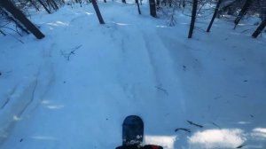 Катание на сноуборде по лесу