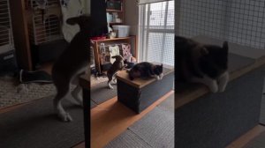 Кролики и котики 🐈🥰😉
