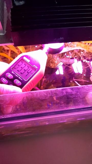 Умный свет. Измеряем уровень освещенности. Розовый сп? смотреть онлайн