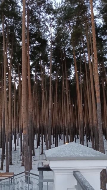 После ранней. Фонари, сосновый бор, Храм Космы и Дамиан смотреть онлайн