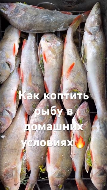 Коптим рыбу в домашних условиях. Окунь копченый на оль