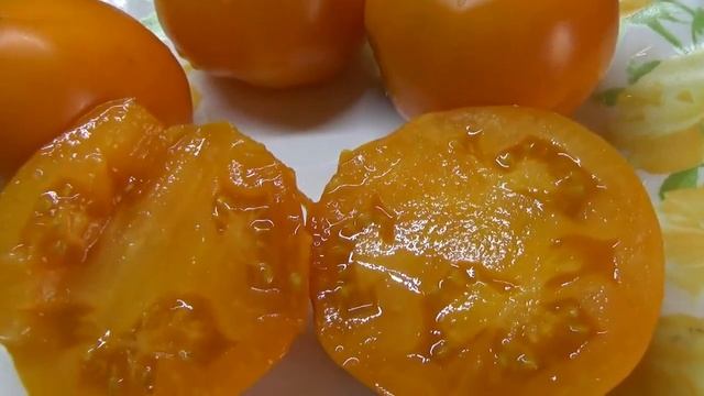 Томатный Гном Хаски золотой. Яркие СОЛНЕЧНЫЕ плоды со сладкой мякотью.