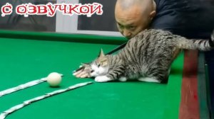 Приколы с котами! - С ОЗВУЧКОЙ! Смешные коты и кошки! САМЫЕ СМЕШНЫЕ ЖИВОТНЫЕ!