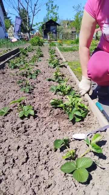 Спасаем клубнику после заморозков #дача #огород #сажае смотреть онлайн