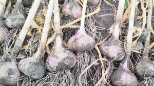 Готовьте грядку под чеснок заранее