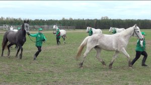 «Серая лошадь»: терцы и орловские рысаки. Экскурсия по конюшням в день рождения хозяйства. Часть1