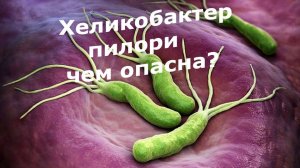. Бактерии в желудке – когда они страшны для организма?