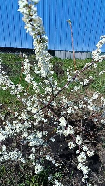 Цветение сливы Синильга смотреть онлайн