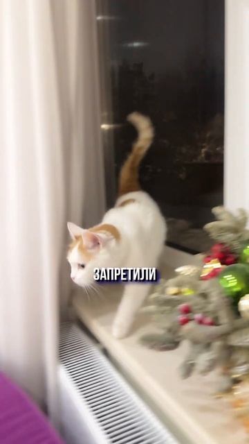 Елки зима красота смотреть онлайн