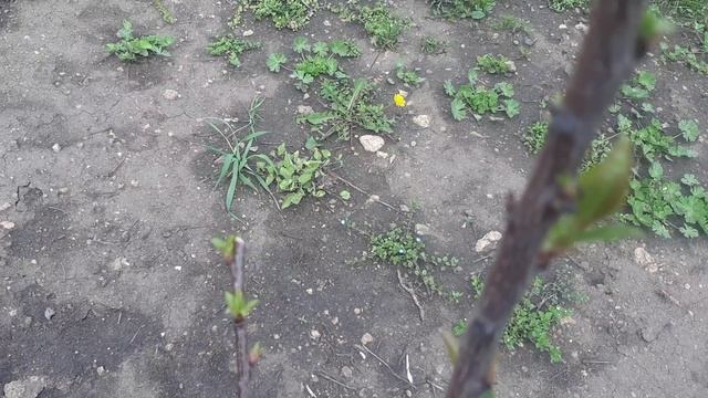 Дела дачные. Новый опрыскиватель. Покос травы.