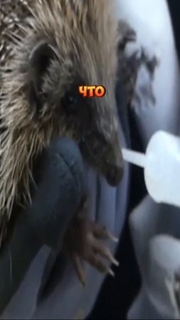 Что делать при встрече с кабаном